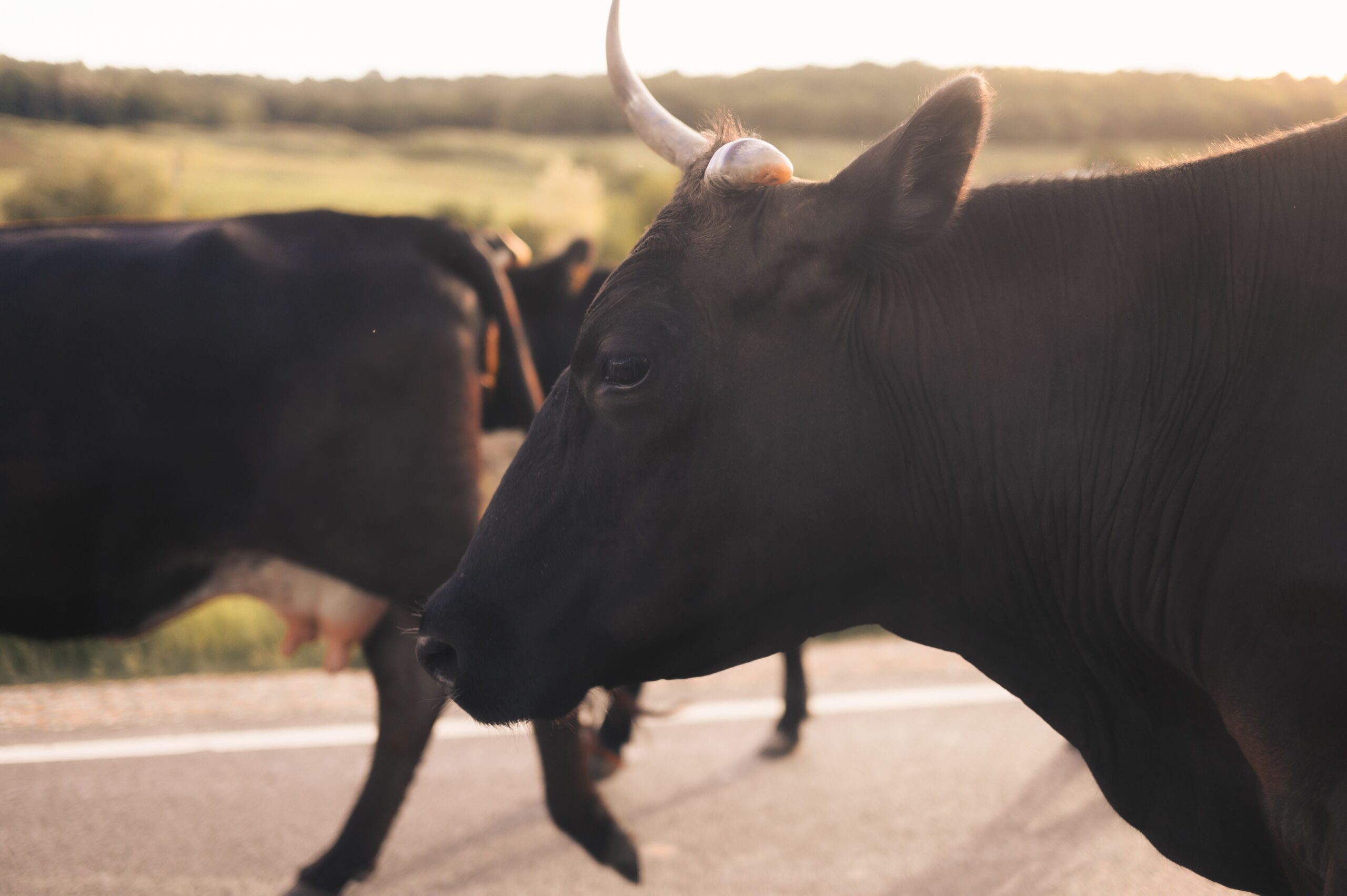 Black Cow Symbolism