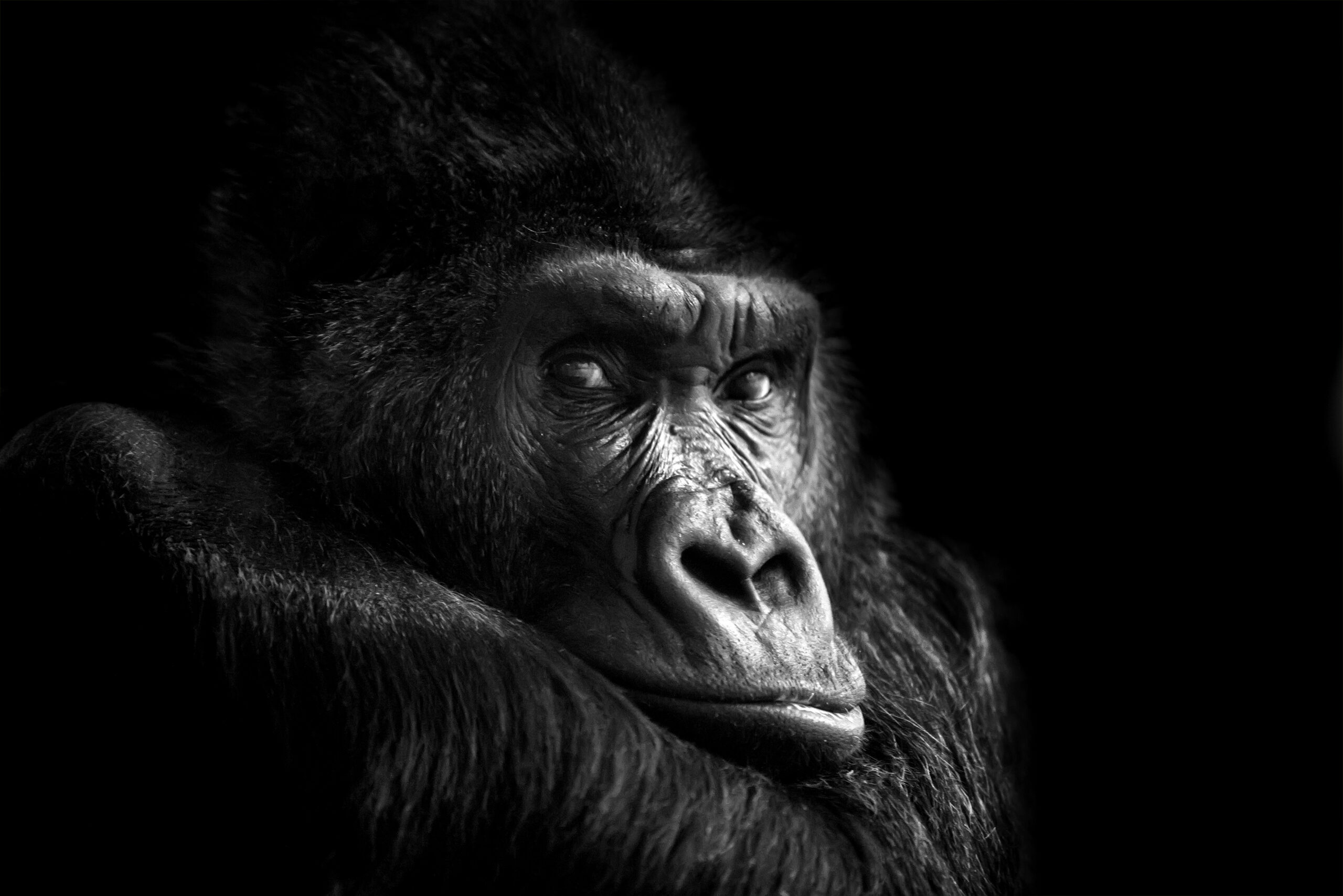 Gorilla dream meaning in personal stories 