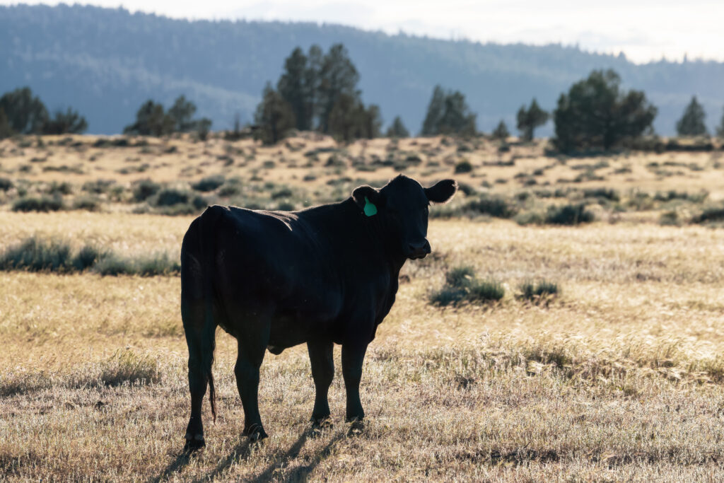 Black Cow Symbolism in Dreams: What It Represents